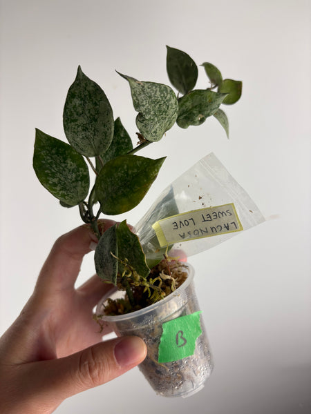 hoya lacunosa sweet love B
