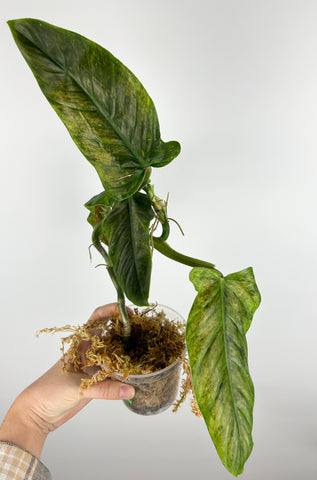 philodendron subhastatum variegated C as is