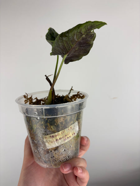 Alocasia princep sp kalimantan barat
