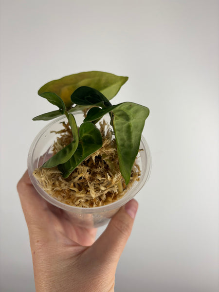 Anthurium crystallinum twister