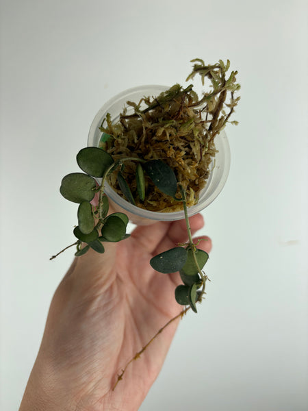 Hoya Serpens B