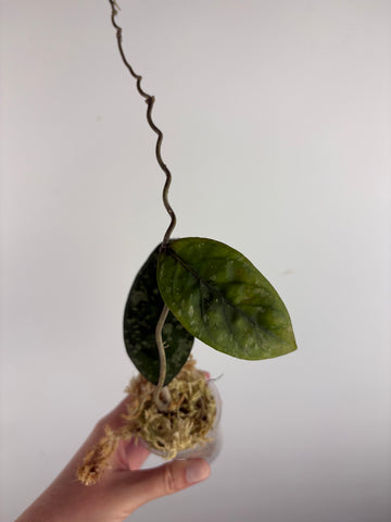 Hoya sp aceh gayo lues 1