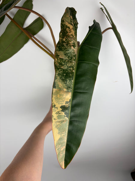 Philodendron billietiae variegated - large plant