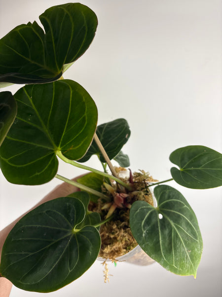 Anthurium king of spades C multi growth