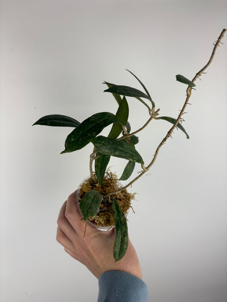 Hoya rigidifolia splash D