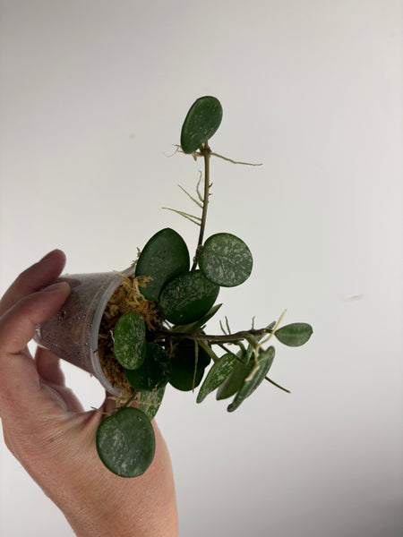 Hoya Mathilde splash C