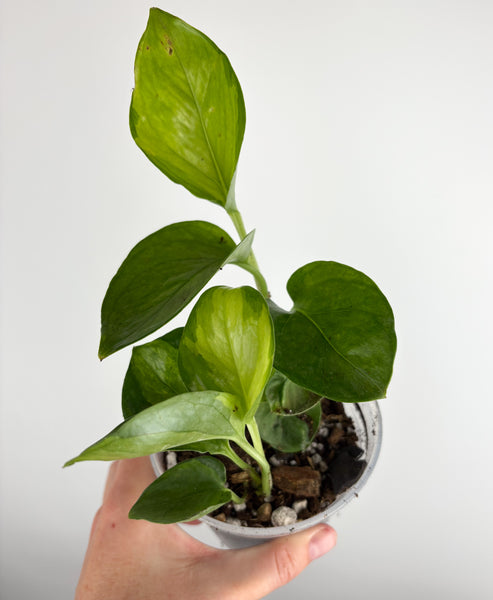 Pothos 'Epipremnum aureum' Lemon Top 4 inch
