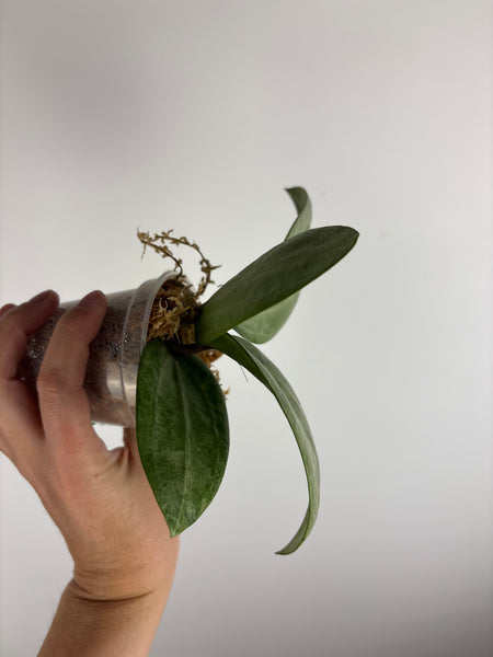 Hoya Latifolia silver B
