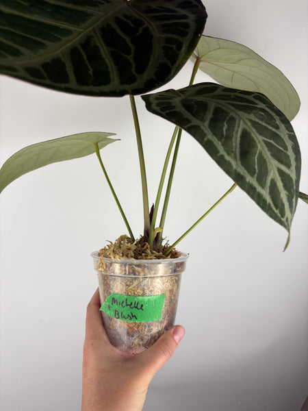 Anthurium silver blush x Michelle large plant