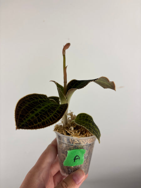 Jewel orchid sp papua green A