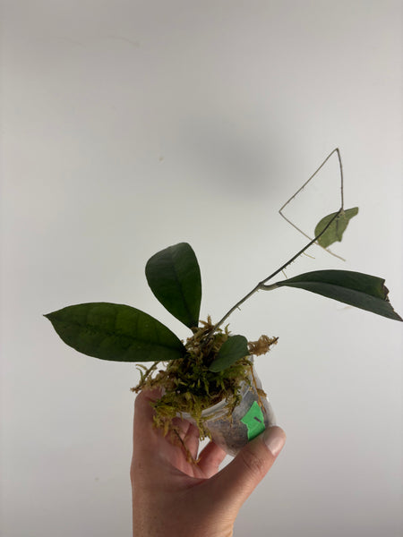 Hoya aff forbesii silver 1