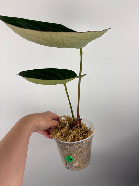 Anthurium king of spades large A