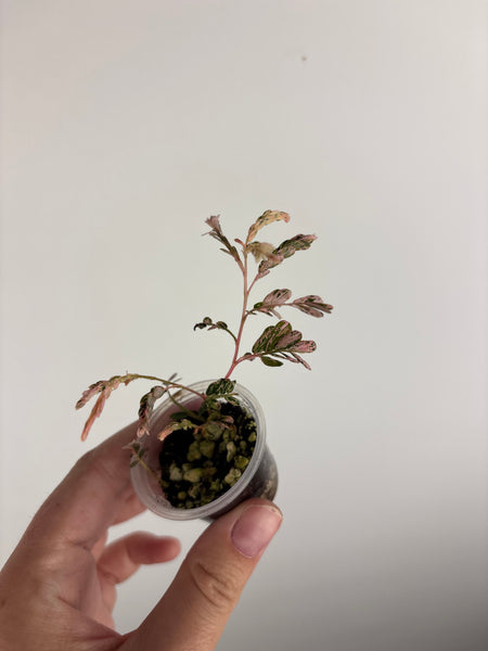 Phyllanthus Urinaria Pink Variegated ('Sensitive Plant')