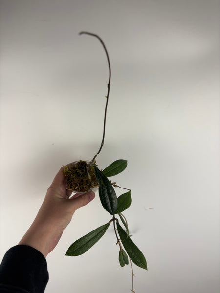 Hoya rigidifolia splash E