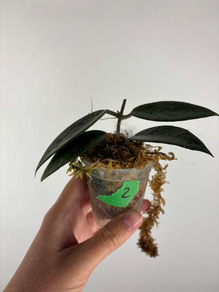Hoya Verticillata sp. Nganjuk pink Splash 2