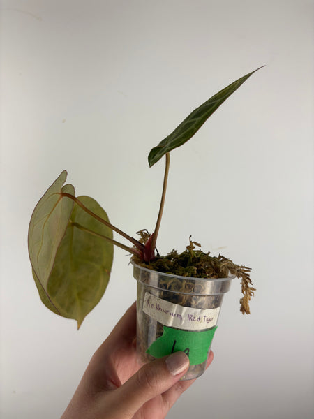 Anthurium red tiger 6