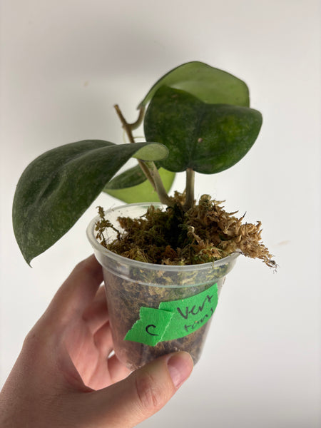 Hoya vertcillica sp tanggamus C