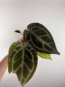 Anthurium silver blush x red crystal 1