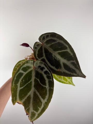 Anthurium silver blush x red crystal 1