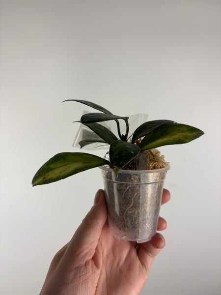 hoya nabawanensis variegated A