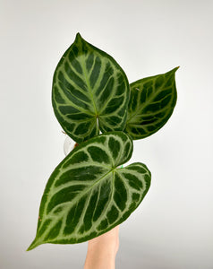 Anthurium Angel dream B