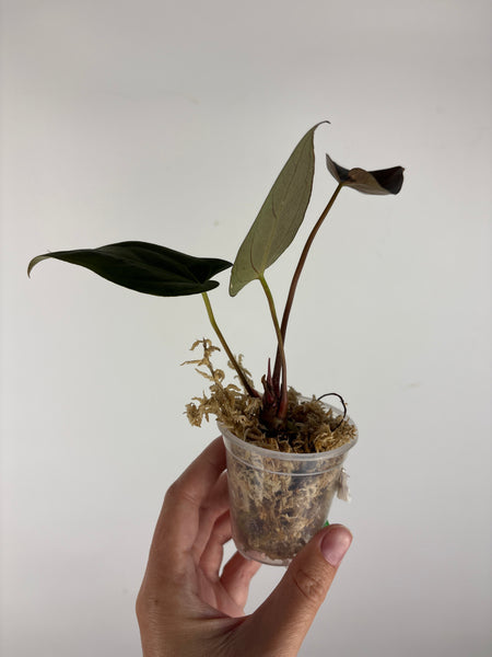 Anthurium AOS x blue papi 3