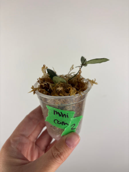 Hoya sp. Kalimantan ('Mini Coin' silver) 2