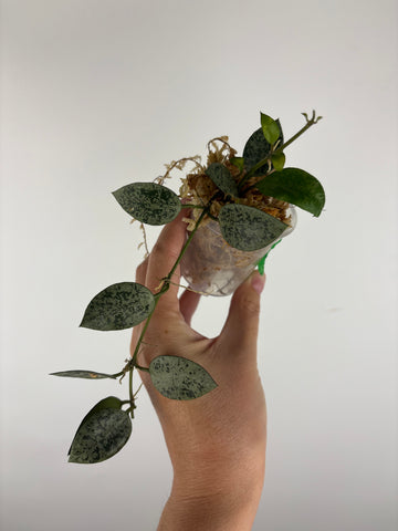 Hoya lacunosa gayung 3