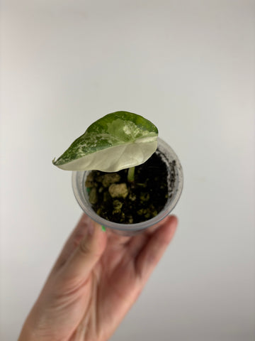Alocasia simpo variegated 2