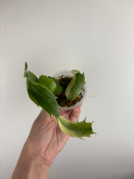 Variegated Schlumbergera 4