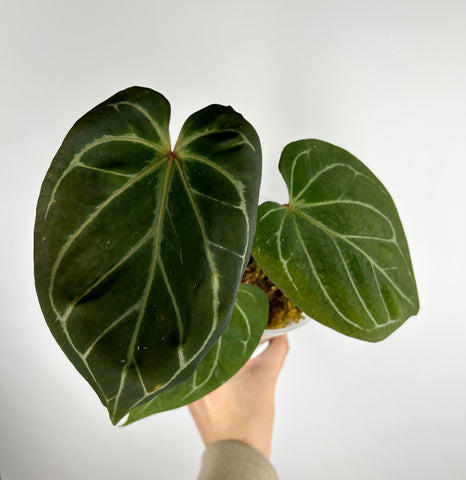 Anthurium King of spades dark form D