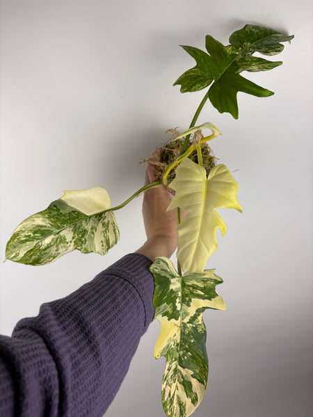 Philodendron Florida beauty x distantilobum variegated
