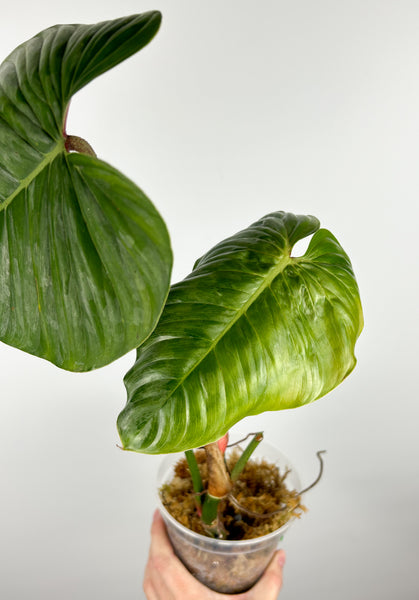 Philodendron sodiroi B AS IS