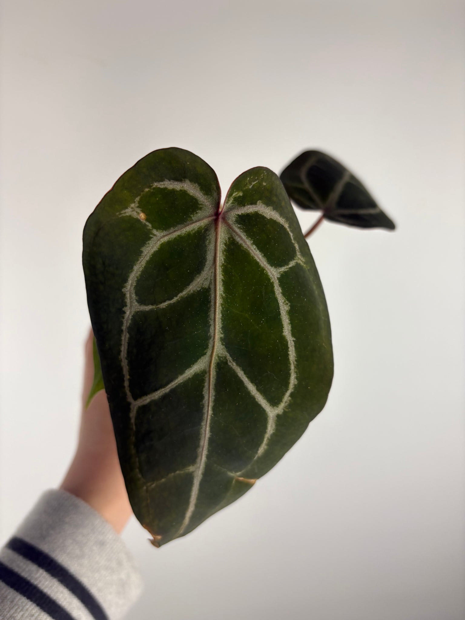 Anthurium black crystal x red crystal C2 as is