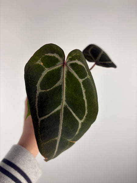 Anthurium black crystal x red crystal C2 as is