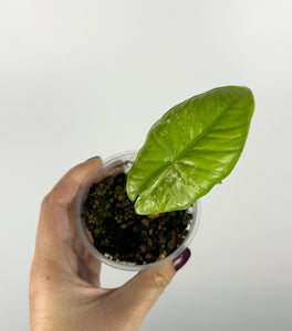 Alocasia fornicata albo variegated A AS IS