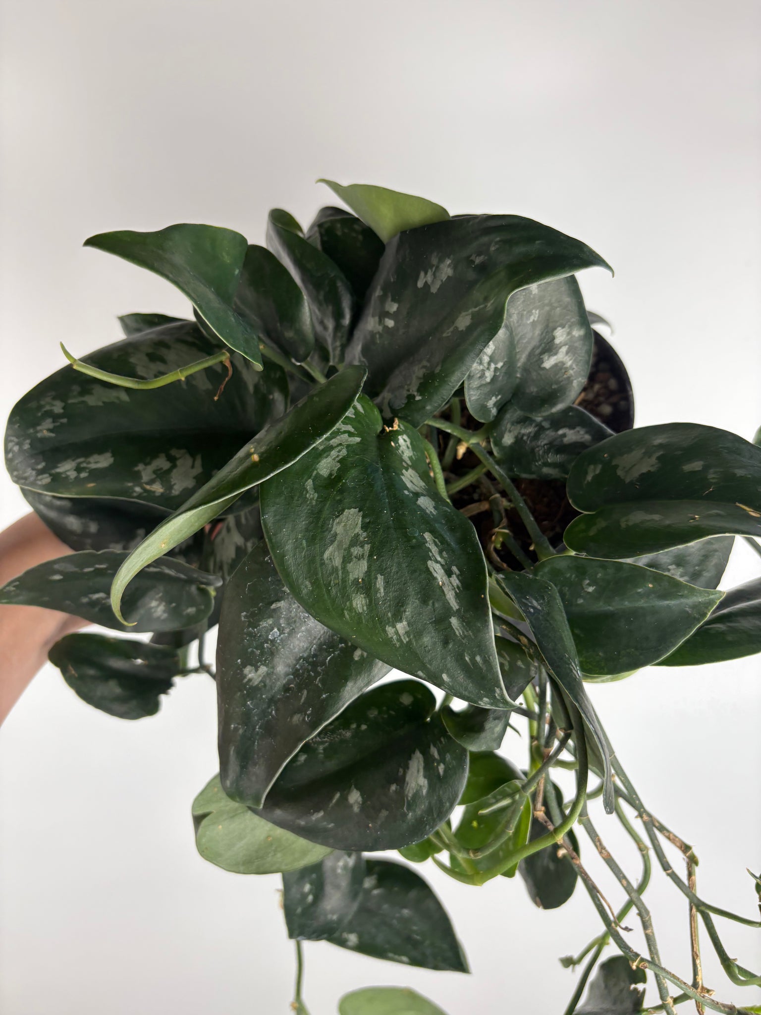 Scindapsus black splash sp Borneo 6 inch