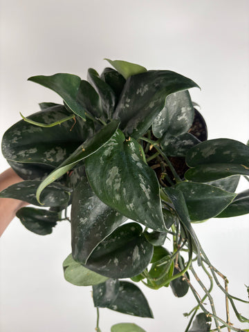 Scindapsus black splash sp Borneo 6 inch