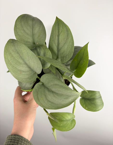 Scindapsus Platinum Silver 'Java' 6 inch