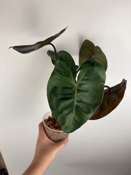 Philodendron Pink princess x billietiae