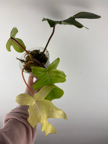 Philodendron Florida beauty x Squamiferum variegated