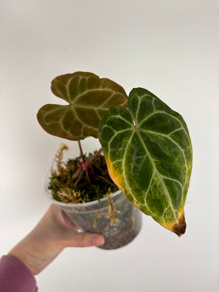 Anthurium crystallinum Petir variegated - Double growth point