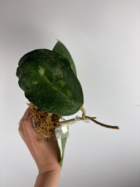 Hoya Bird of paradise A