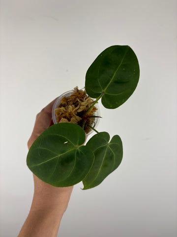 Anthurium hoffmanii x AOS 3