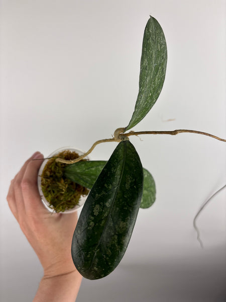 Hoya Tanggamus high splash C
