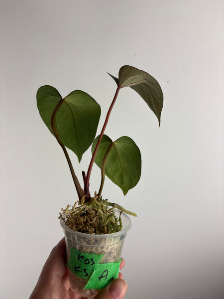 Anthurium king of spades x Fort Sherman A