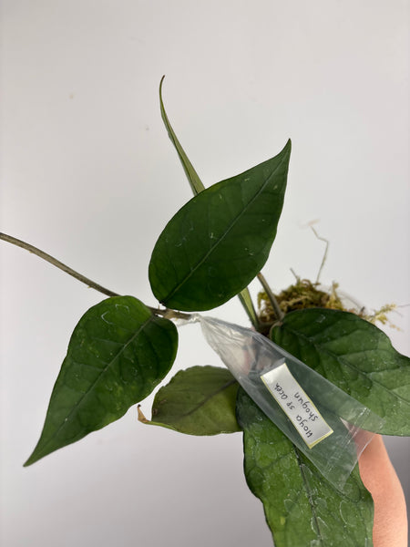 Hoya sp aceh shogun B1