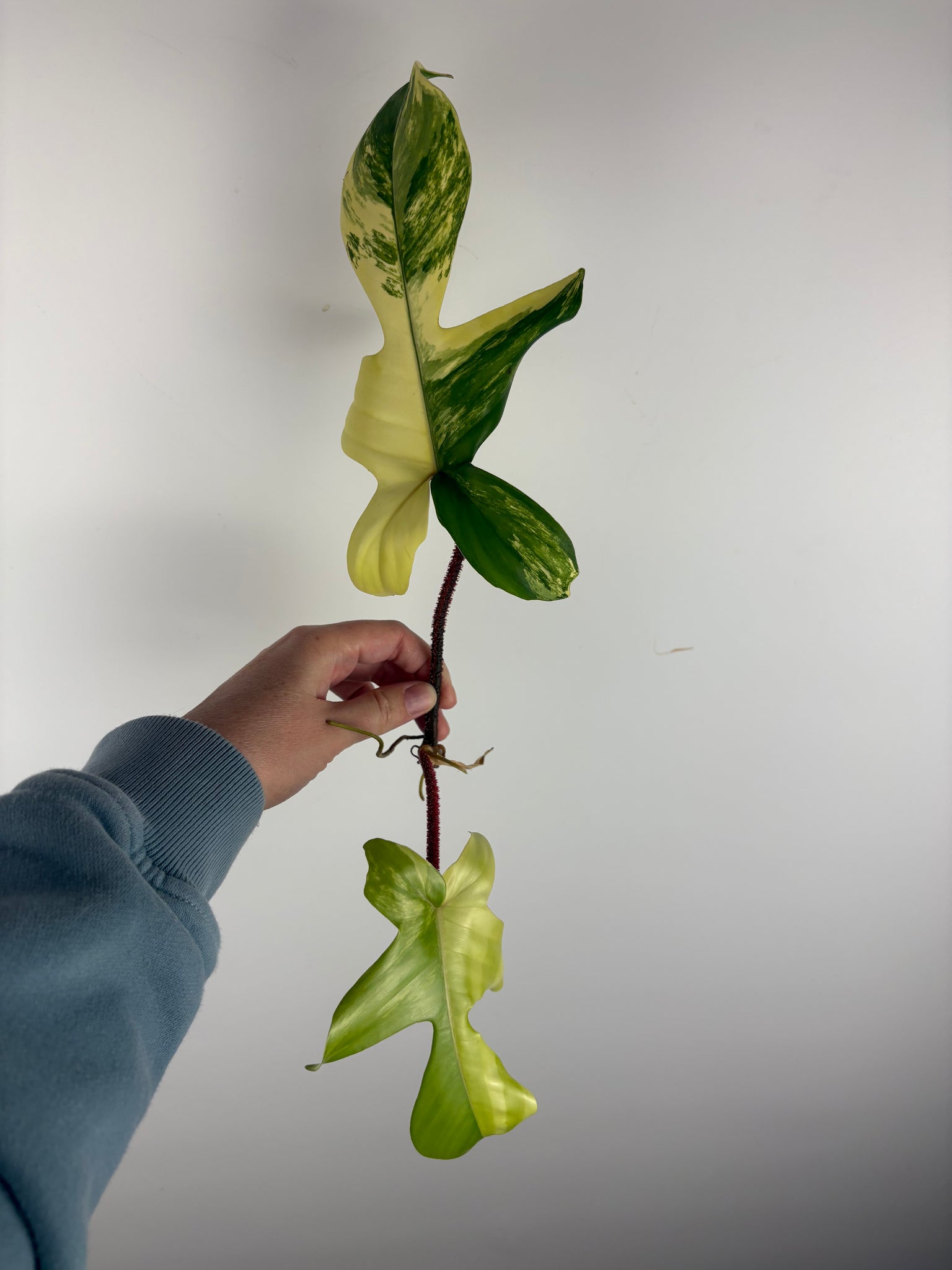 Philodendron Florida beauty x Squamiferum variegated top cut