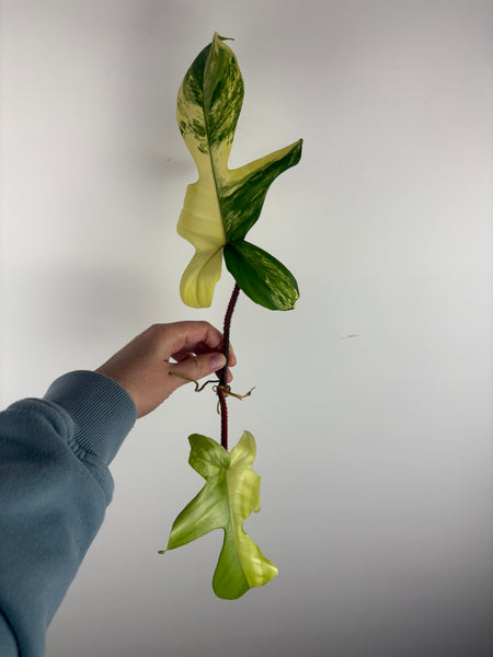 Philodendron Florida beauty x Squamiferum variegated top cut