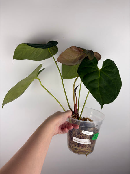 Anthurium black sweet x dorayaki B